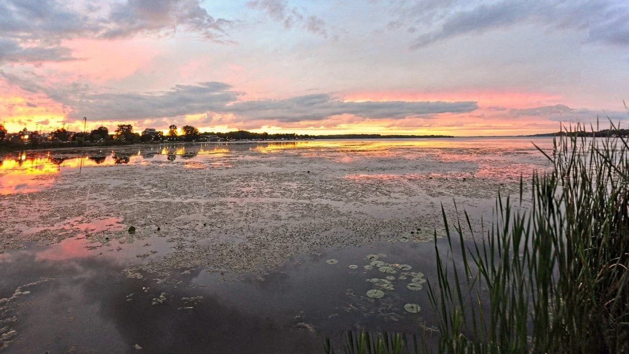 Sunset over Lake Scugog in Scugog, Ontario, with pink clouds reflected on calm water and reeds in the foreground; no people visible