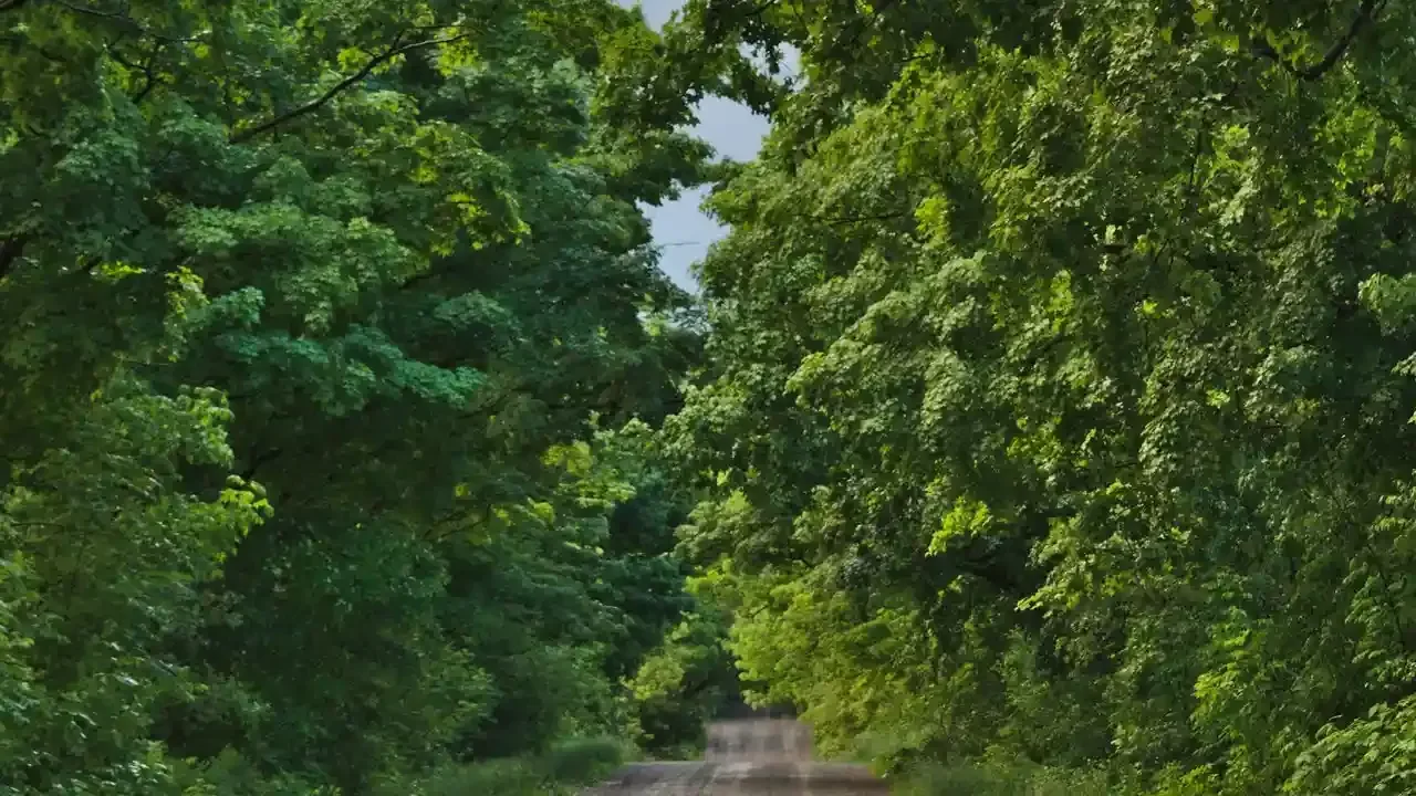 A tree-lined rural road in Pickering, Ontario, canopy of green leaves overhead.